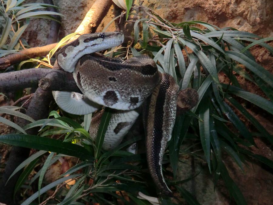 Königspython im Zoo Wuppertal im November 2014