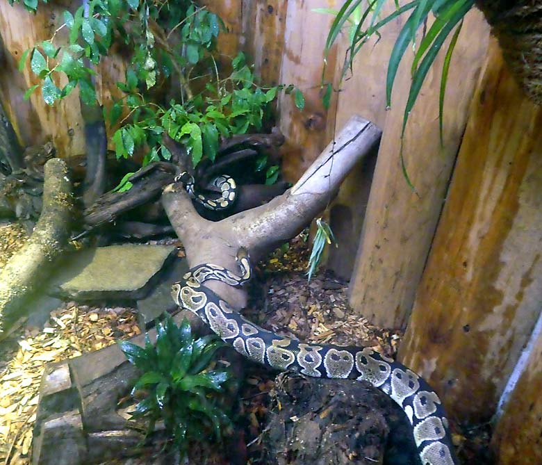 Zwei der drei Königspythons im Schaugehege im Okapihaus im Zoologischen Garten Wuppertal