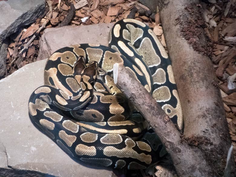 Zwei Königspythons am 20. Juli 2018 im Schaugehege im Okapihaus im Grünen Zoo Wuppertal