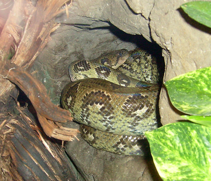 Madagaskar-Hundskopfboa im Wuppertaler Zoo im November 2008