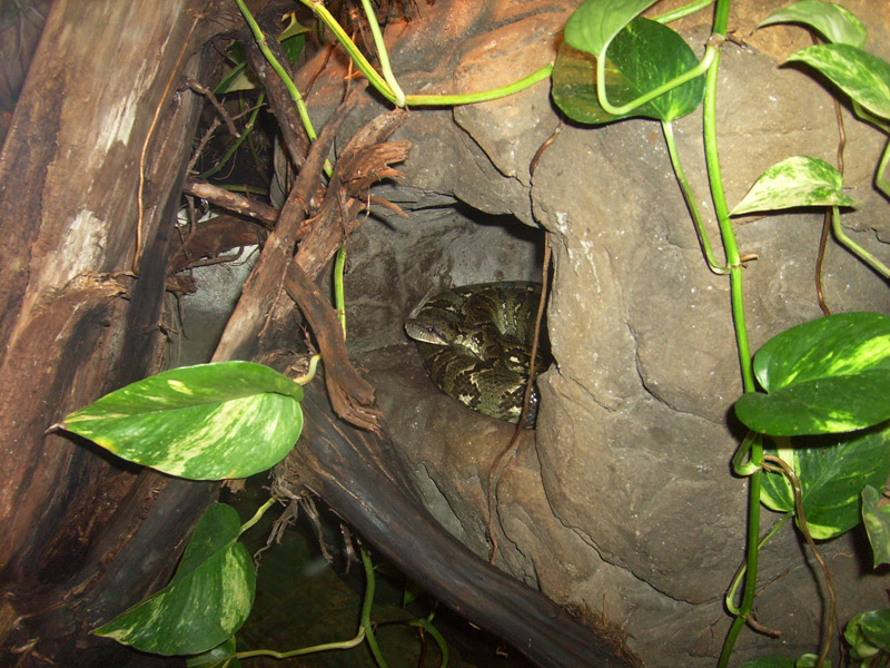 Madagaskar-Hundskopfboa im Wuppertaler Zoo im Mai 2010