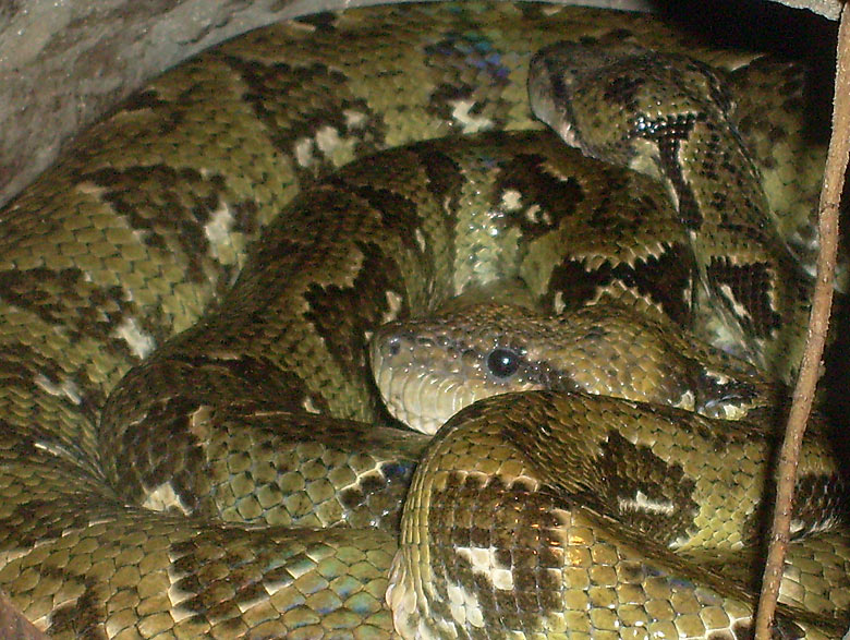 Madagaskar-Hundskopfboa im Zoologischen Garten Wuppertal im Mai 2010