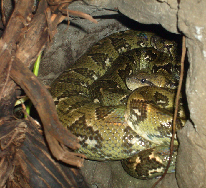 Madagaskar-Hundskopfboa im Wuppertaler Zoo im Mai 2010