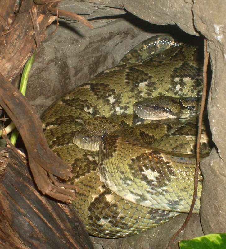 Madagaskar-Hundskopfboa im Wuppertaler Zoo im Mai 2010