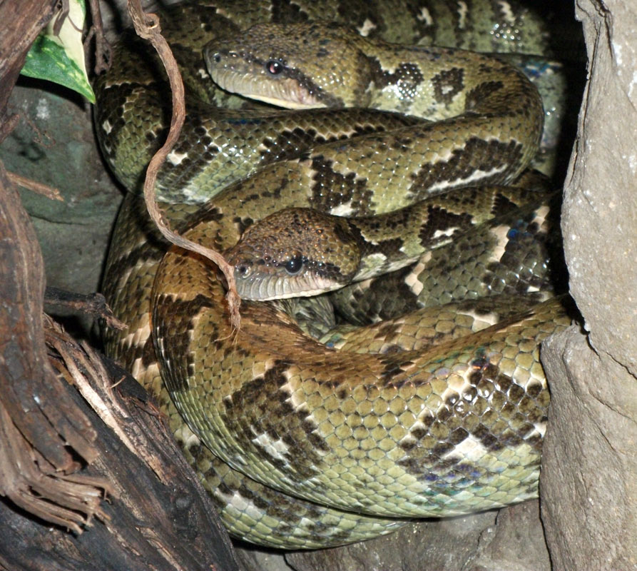 Madagaskar-Hundskopfboa im Wuppertaler Zoo im Oktober 2010