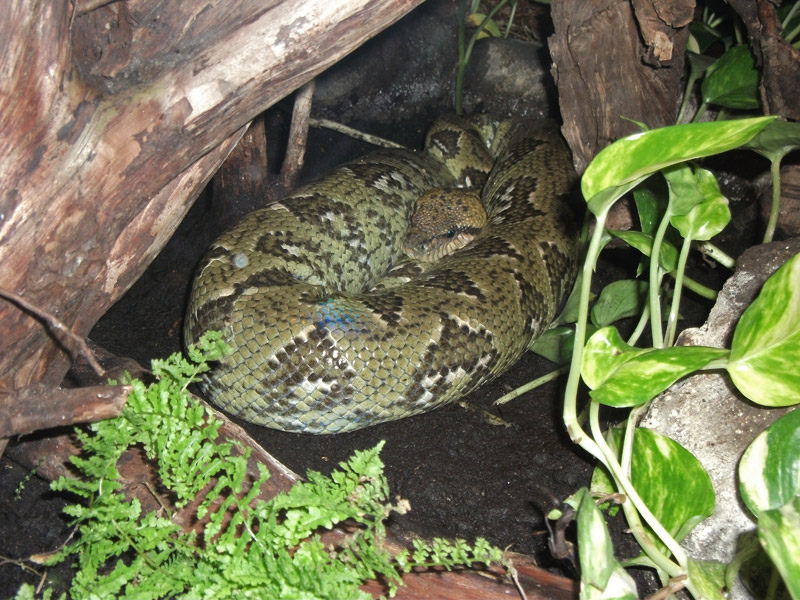 Madagaskar-Hundskopfboa im Zoo Wuppertal im November 2010