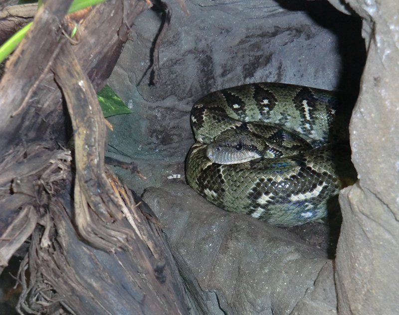 Madagaskar-Hundskopfboa im Zoologischen Garten Wuppertal am 7. Juni 2011