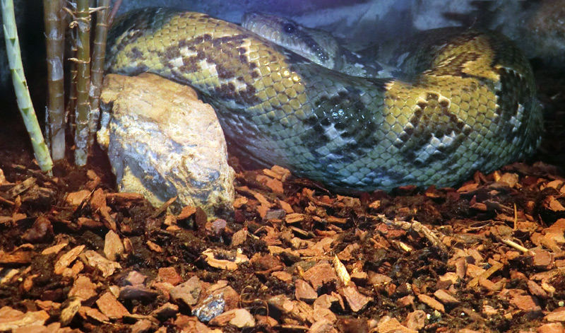 Madagaskar-Hundskopfboa im Zoo Wuppertal am 9. März 2012