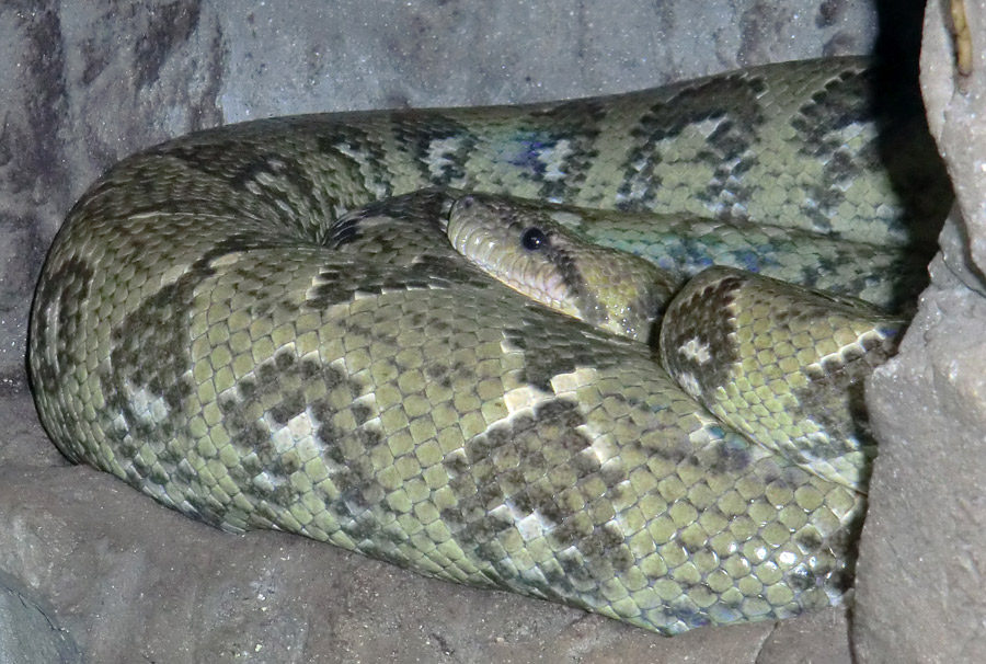 Madagaskar-Hundskopfboa im Zoologischen Garten Wuppertal am 9. März 2012