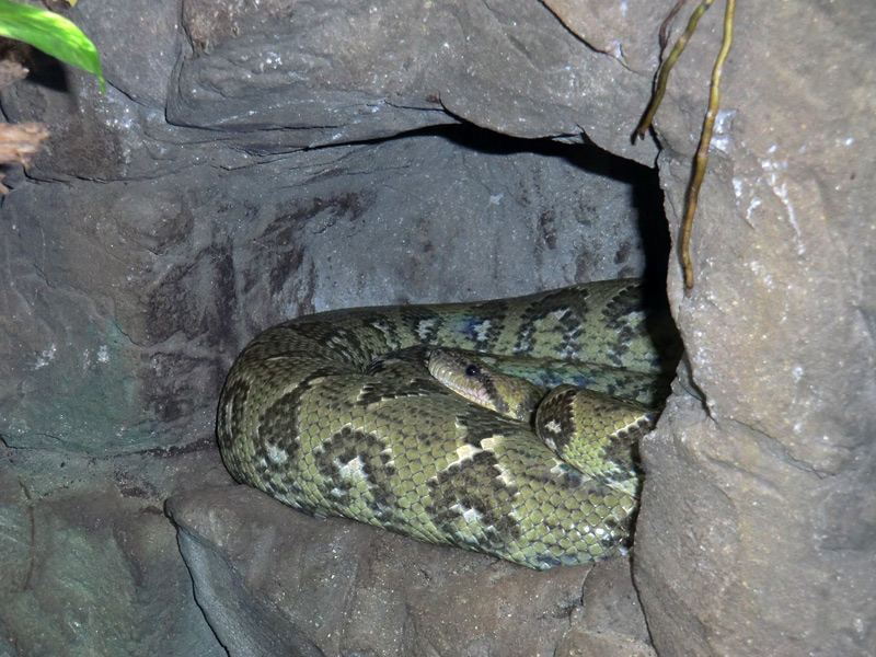 Madagaskar-Hundskopfboa im Zoo Wuppertal am 9. März 2012