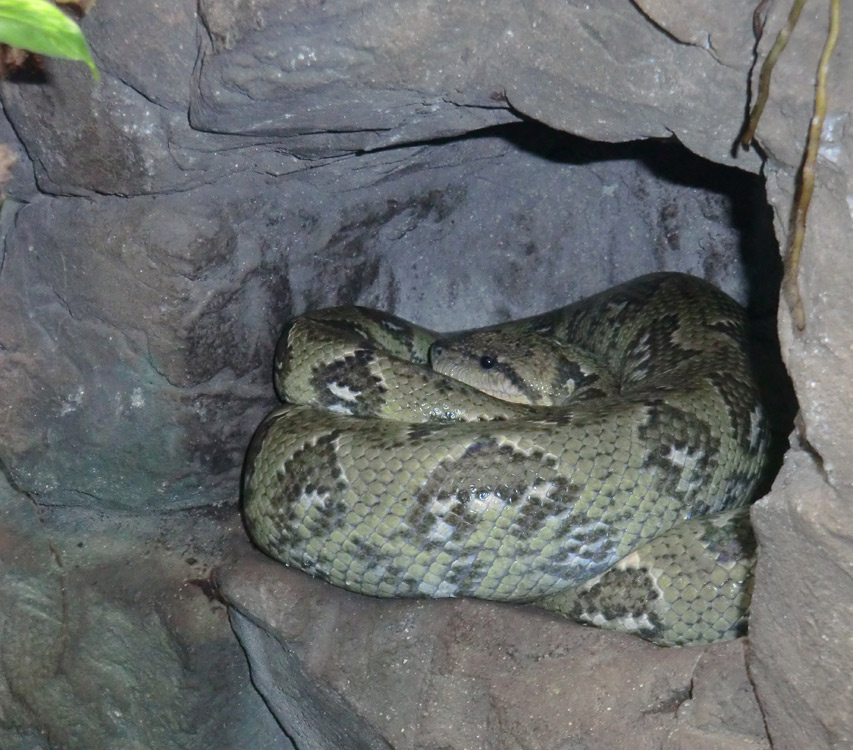 Madagaskar-Hundskopfboa im Wuppertaler Zoo am 9. März 2012