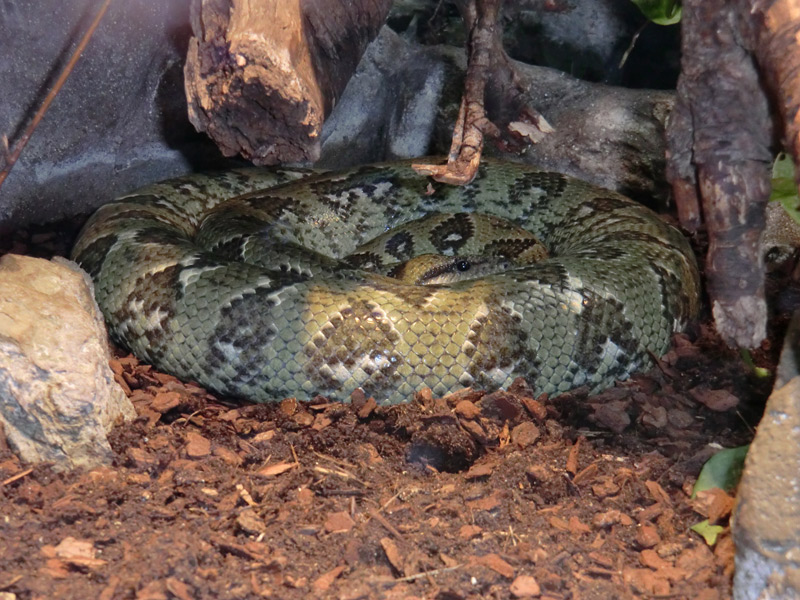 Madagaskar-Hundskopfboa im Zoo Wuppertal am 9. März 2012