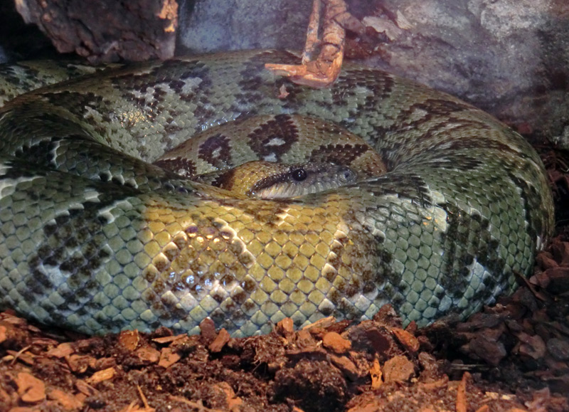 Madagaskar-Hundskopfboa im Zoologischen Garten Wuppertal am 9. März 2012