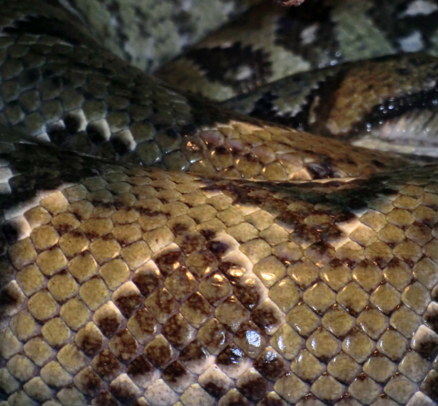 Madagaskar-Hundskopfboa im Wuppertaler Zoo am 9. März 2012