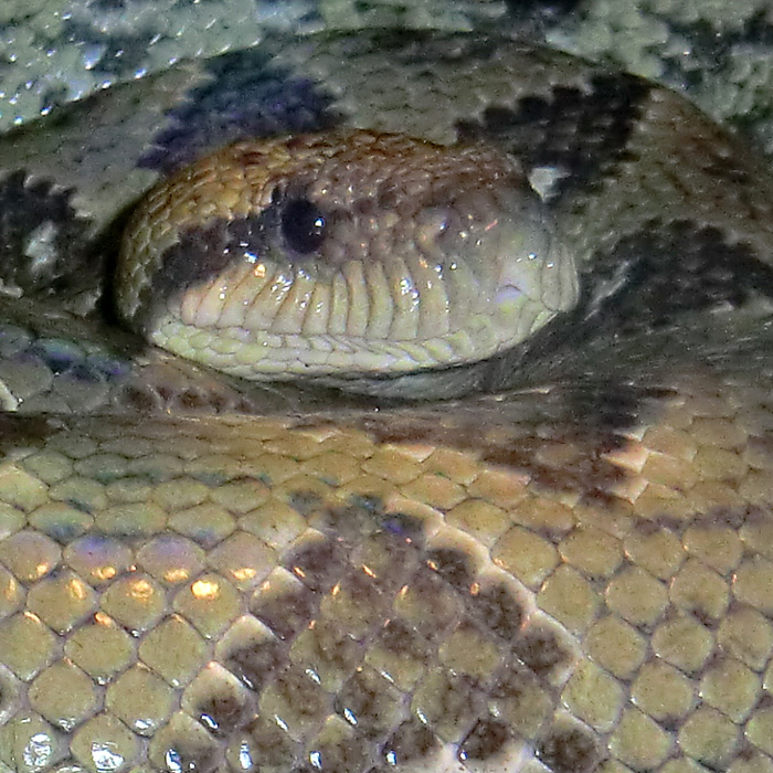 Madagaskar-Hundskopfboa im Wuppertaler Zoo am 9. März 2012