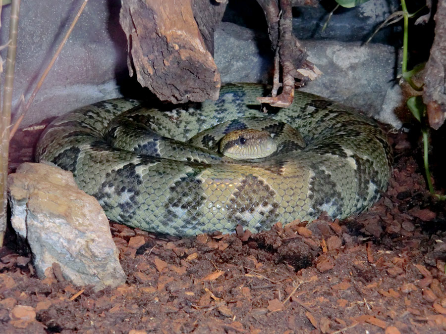 Madagaskar-Hundskopfboa im Zoologischen Garten Wuppertal am 9. März 2012