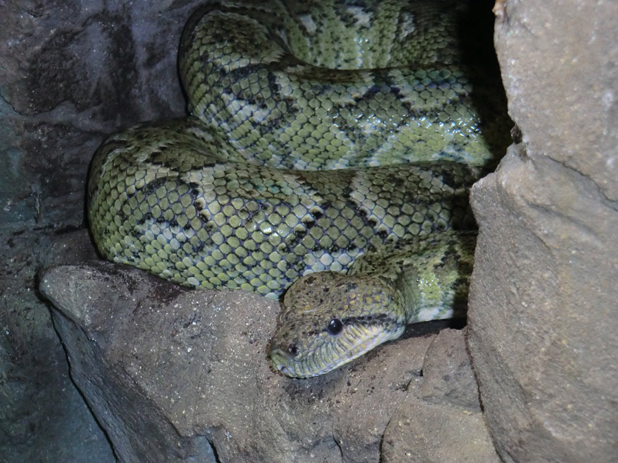 Madagaskar-Hundskopfboa im Zoologischen Garten Wuppertal im August 2012