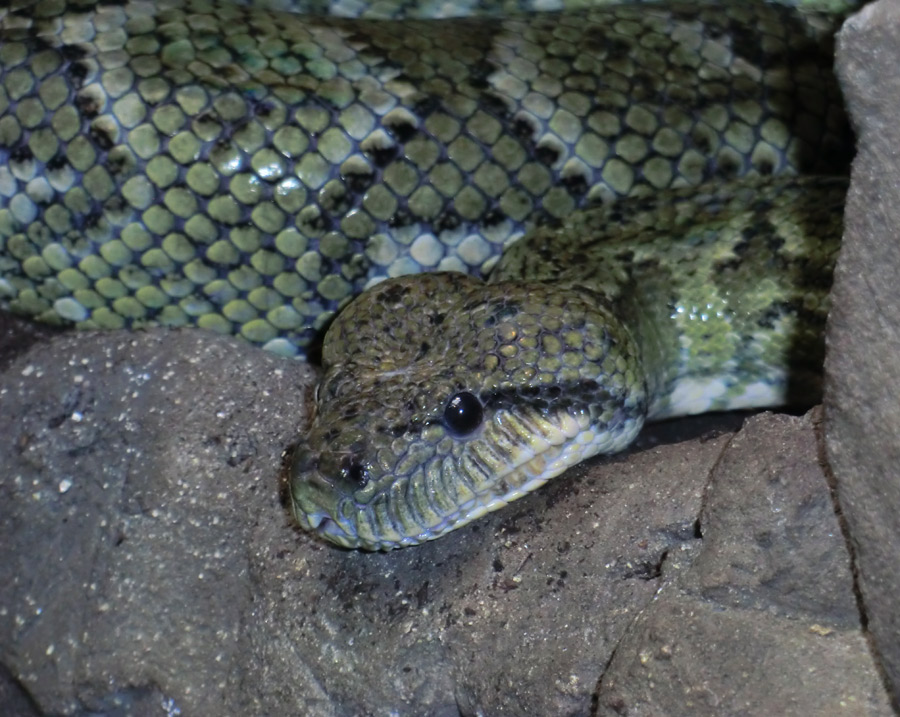 Madagaskar-Hundskopfboa im Wuppertaler Zoo im August 2012