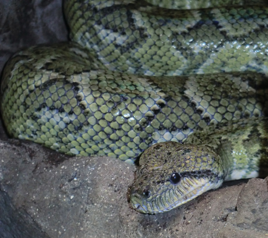 Madagaskar-Hundskopfboa im Zoo Wuppertal im August 2012