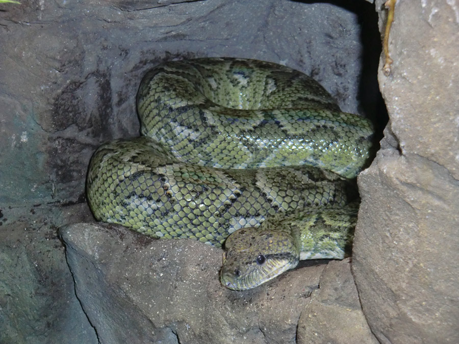 Madagaskar-Hundskopfboa im Zoologischen Garten Wuppertal im August 2012