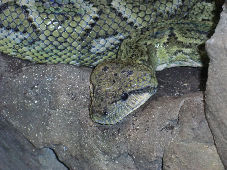 Madagaskar-Hundskopfboa im Wuppertaler Zoo im August 2012