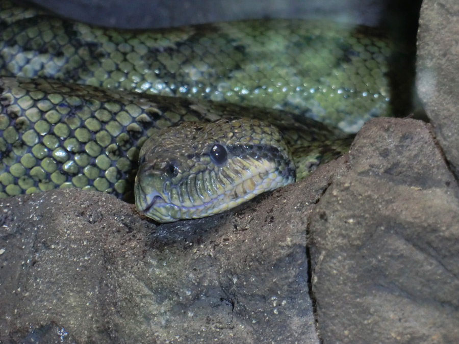 Madagaskar-Hundskopfboa im Zoo Wuppertal im August 2012