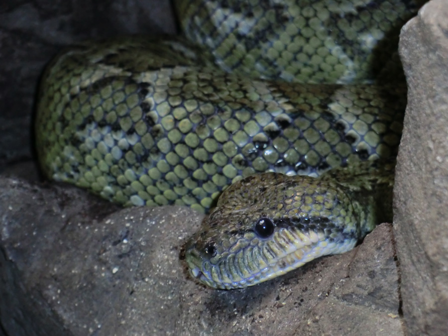 Madagaskar-Hundskopfboa im Wuppertaler Zoo im August 2012