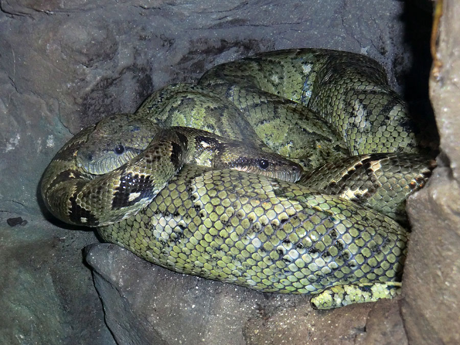 Madagaskar-Hundskopfboas im Zoo Wuppertal im Oktober 2012