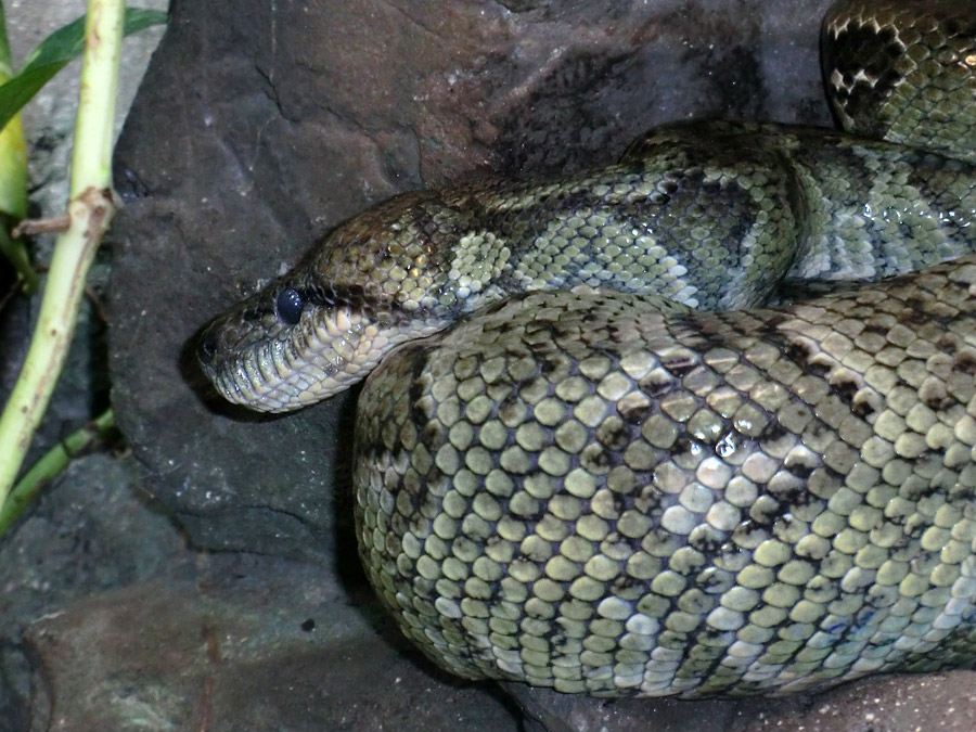 Madagaskar-Hundskopfboa im Wuppertaler Zoo im November 2012