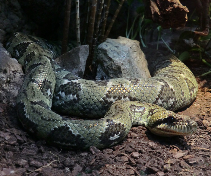 Madagaskar-Hundskopfboa im Wuppertaler Zoo im November 2012