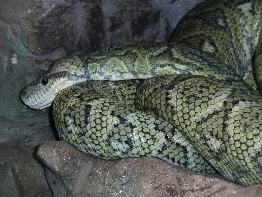 Madagaskar-Hundskopfboa im Zoologischen Garten Wuppertal im Februar 2013