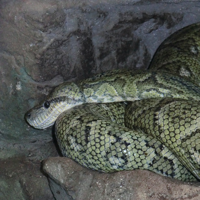 Madagaskar-Hundskopfboa im Wuppertaler Zoo im Februar 2013