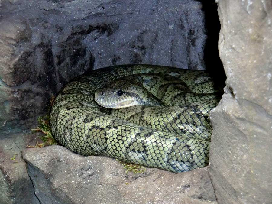 Madagaskar-Hundskopfboa im Zoologischen Garten Wuppertal im Juni 2014