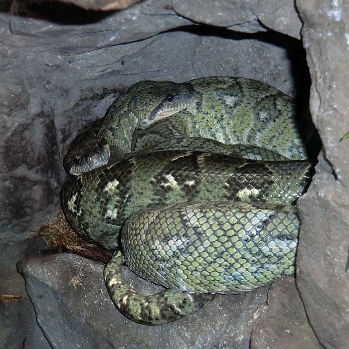 Madagaskar-Hundskopfboas im Wuppertaler Zoo im September 2014