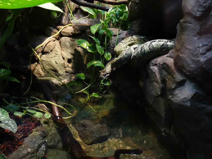 Madagaskar-Hundskopfboa im Zoologischen Garten Wuppertal im Januar 2015