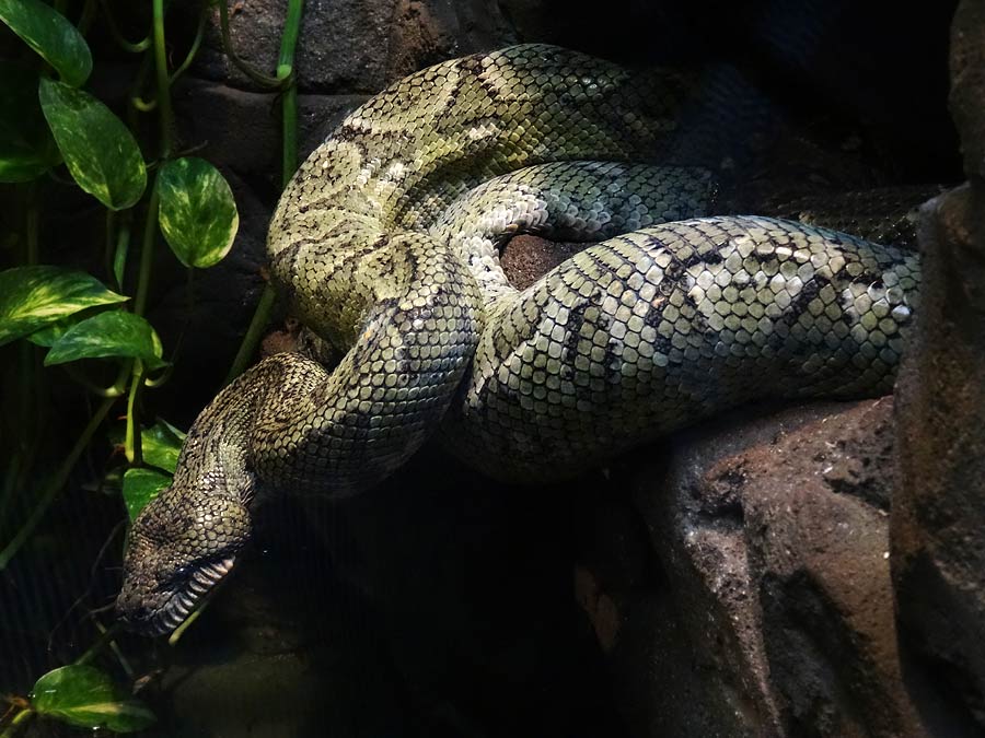 Madagaskar-Hundskopfboa im Grünen Zoo Wuppertal im Januar 2015