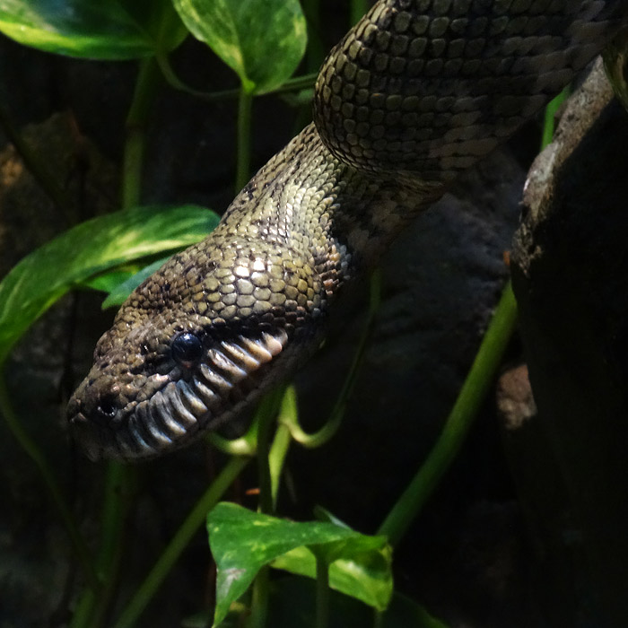 Madagaskar-Hundskopfboa im Wuppertaler Zoo im Januar 2015