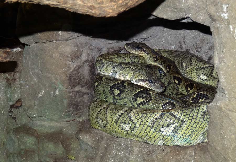 Madagaskar-Hundskopfboas im Zoo Wuppertal im Januar 2015