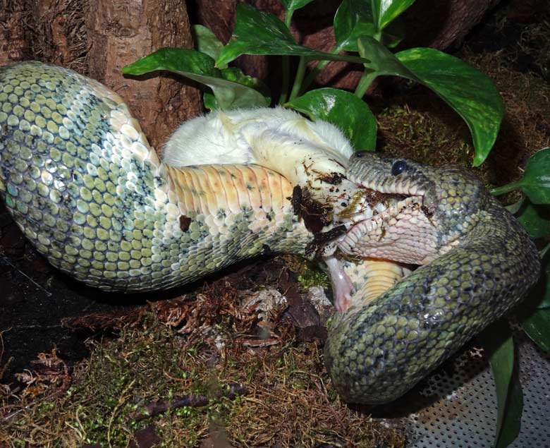 Madagaskar-Hundskopfboa mit Futtermaus am 15. Juli 2015 im Zoologischen Garten Wuppertal