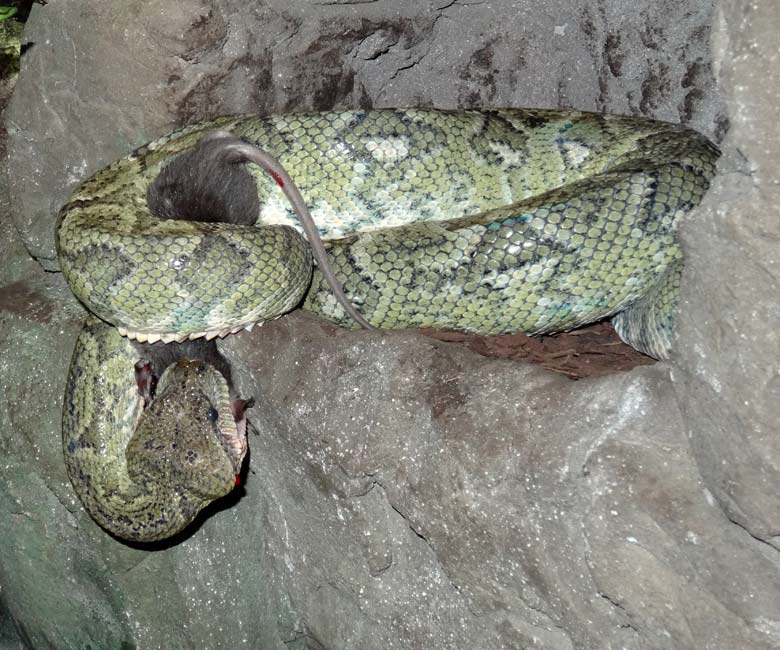 Madagaskar-Hundskopfboa mit Futtermaus am 9. September 2015 im Wuppertaler Zoo