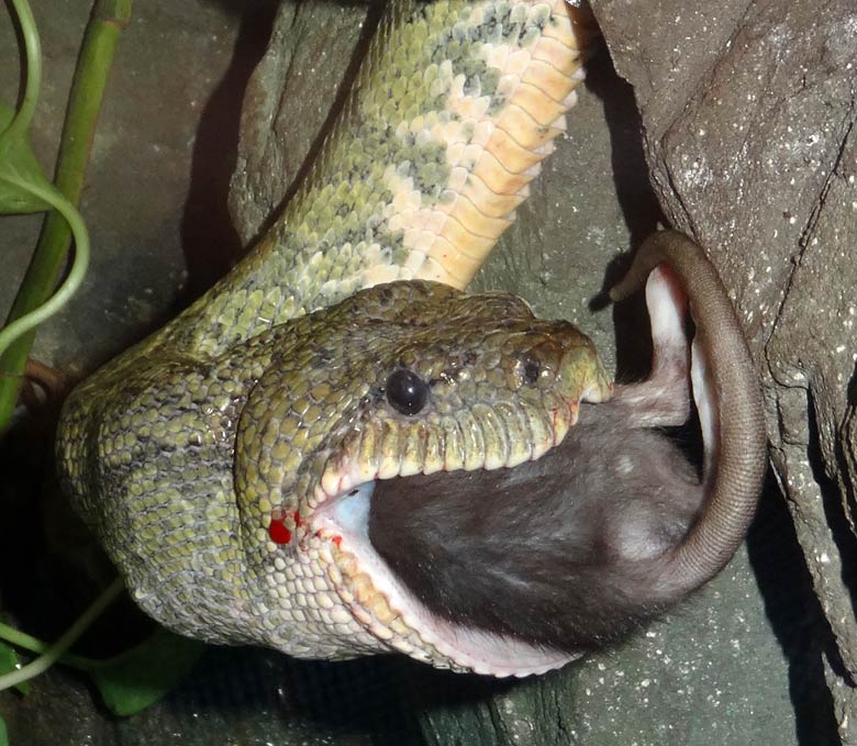 Madagaskar-Hundskopfboa mit Futtermaus am 9. September 2015 im Grünen Zoo Wuppertal