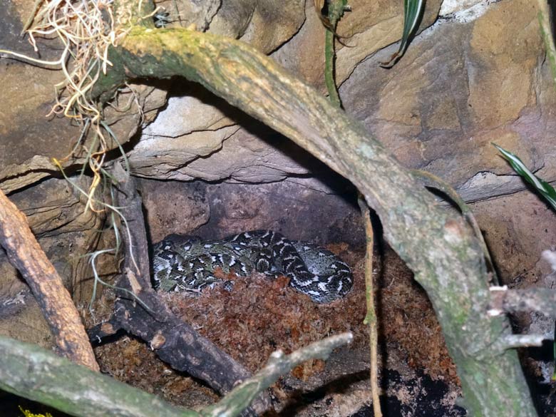 Zwei Madagaskar-Hundskopfboa-Jungtiere am 5. November 2016 im Terrarium im Zoologischen Garten der Stadt Wuppertal