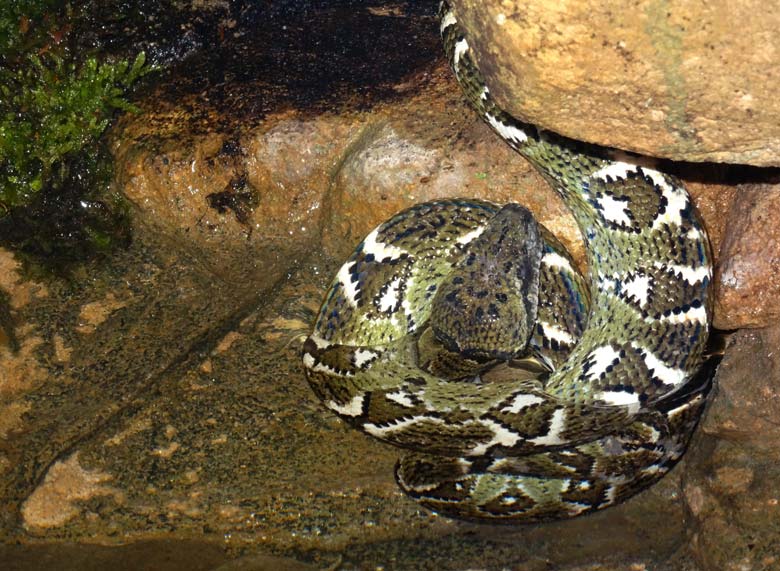 Madagaskar-Hundskopfboa-Jungtier am 5. November 2016 im Terrarium im Grünen Zoo Wuppertal