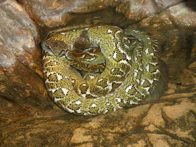 Zwei Madagaskar-Hundskopfboas am 31. März 2018 im Terrarium im Grünen Zoo Wuppertal