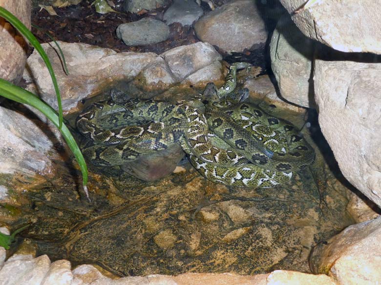 Drei Madagaskar-Hundskopfboas im Wasser am 13. Mai 2018 im Terrarium im Grünen Zoo Wuppertal