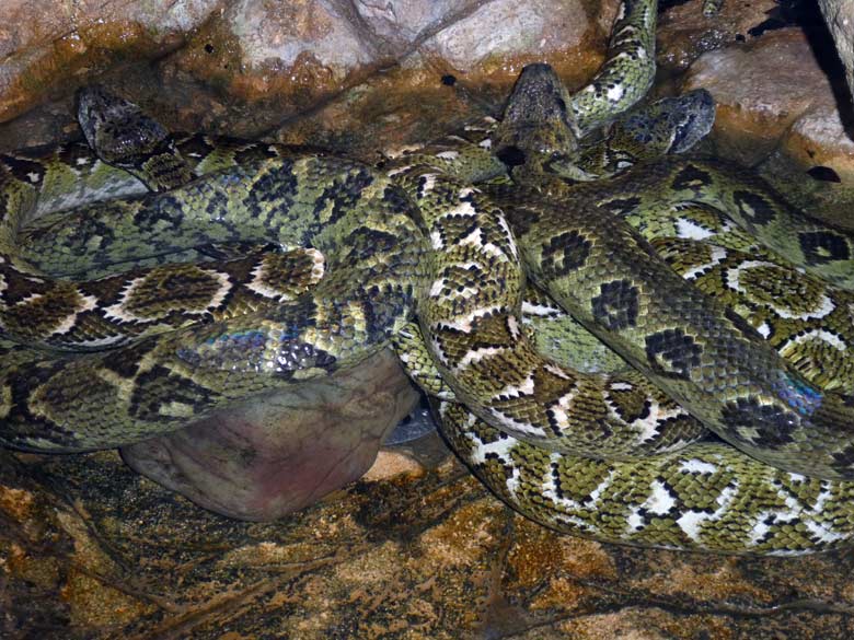 Drei Madagaskar-Hundskopfboas im Wasser am 13. Mai 2018 im Terrarium im Zoologischen Garten Wuppertal