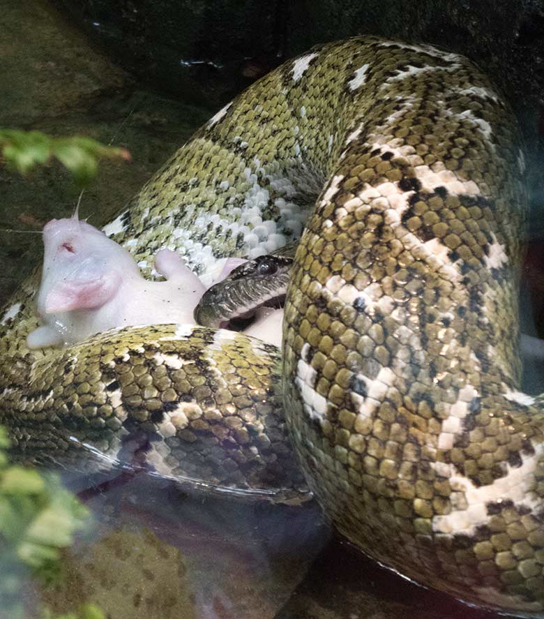 Madagaskar-Hundskopfboa mit Futterratte am 19. Juli 2019 im Terrarium im Grünen Zoo Wuppertal