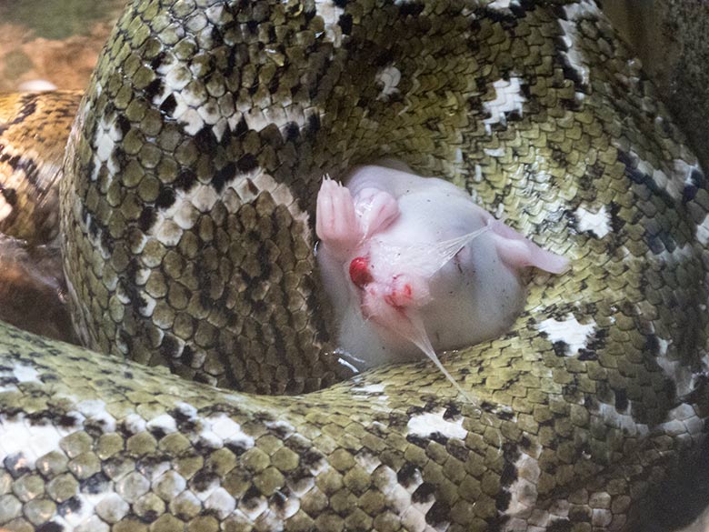 Madagaskar-Hundskopfboa mit Futterratte am 19. Juli 2019 im Terrarium im Wuppertaler Zoo