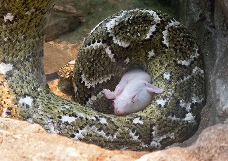 Madagaskar-Hundskopfboa mit Futterratte am 19. Juli 2019 im Terrarium im Zoologischen Garten Wuppertal