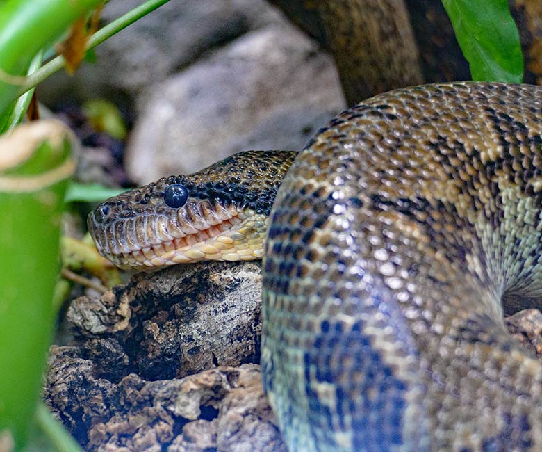 Adultes männliches Kirk-Dikdik am 26. März 2022 auf der Außenanlage im Wuppertaler Zoo